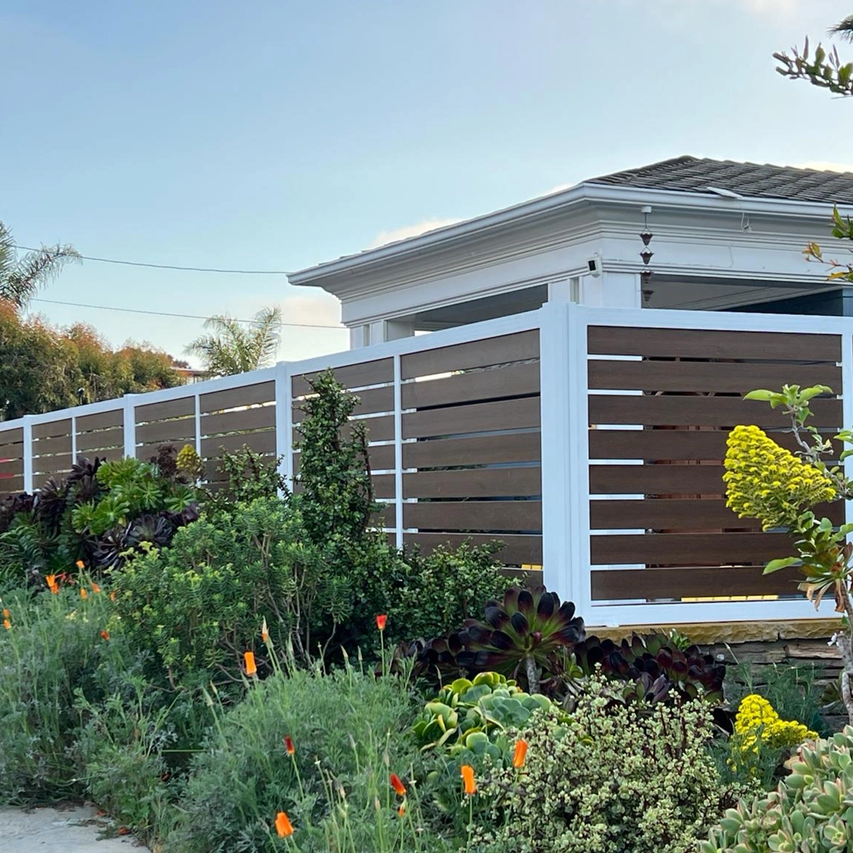 נמר17